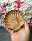 Muschelschale in verschiedenen Designs